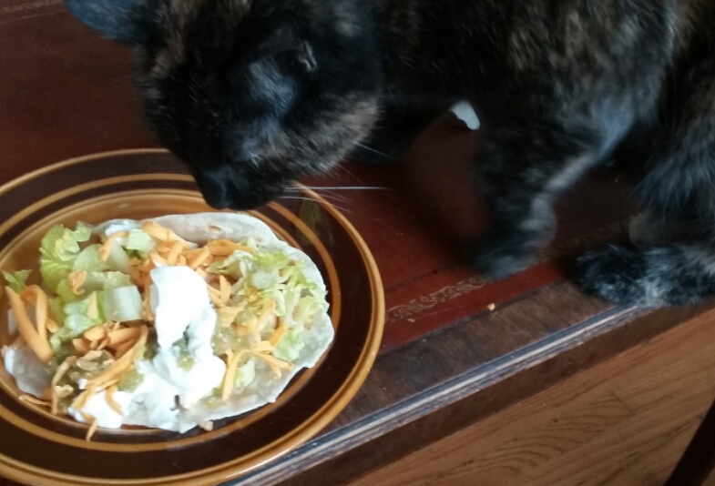 The official taste tester. Or sniff-tester, rather. Because these burritos are mine, all mine! 